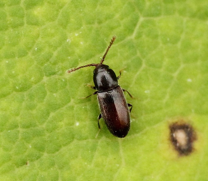 Крихітка бурякова